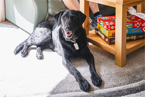 Pet Friendly Pets Friendly